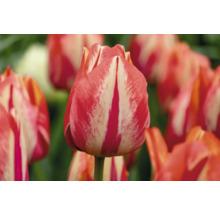 Detail červeno-biele pruhovaného tulipánu