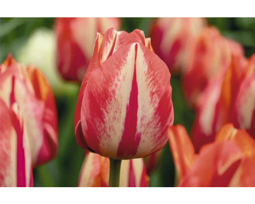 Detail červeno-biele pruhovaného tulipánu