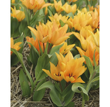 Pole so žltými kvetmi tulipánov a zelenými listami.