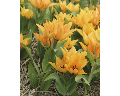 Pole so žltými kvetmi tulipánov a zelenými listami.