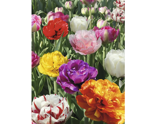 Detail plnokvetých tulipánov rôznych farieb v záhrade.