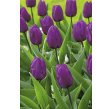 Pole s kvitnúcimi fialovými tulipánmi