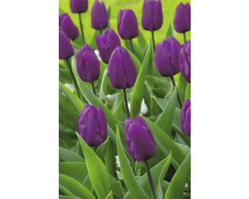 Pole s kvitnúcimi fialovými tulipánmi