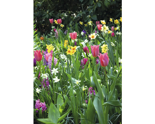 Kvetinový záhon s tulipánmi, narcismi a hyacintmi v záhrade