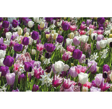 Pole s tulipánmi a narcismi