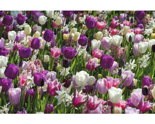 Pole s tulipánmi a narcismi