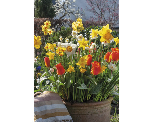 Kvetinové aranžmán s narcismi a tulipánmi v kvetináči v záhrade.