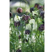 Kvetiny Fritillaria meleagris na záhradnom záhone