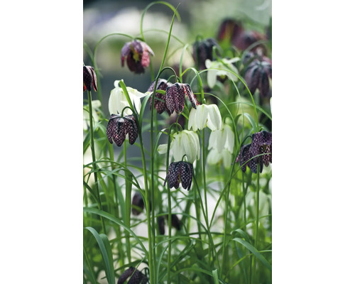 Kvetiny Fritillaria meleagris na záhradnom záhone
