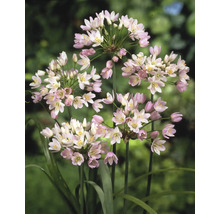 Detail kvetov okrasného cesnaku