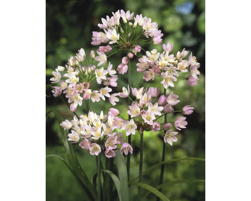 Detail kvetov okrasného cesnaku