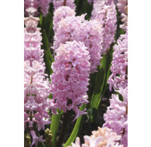 Detailný záber kvetov hyacintu v záhradnom záhone