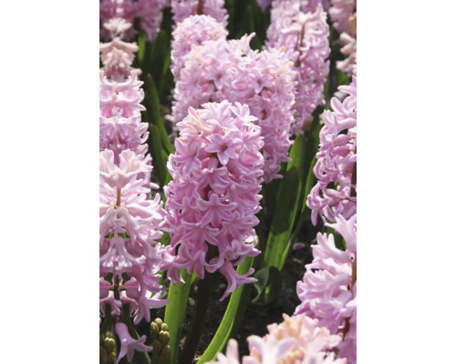 Detailný záber kvetov hyacintu v záhradnom záhone