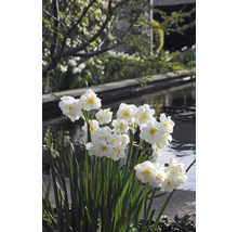 Kvet narcisov v záhrade v blízkosti vodnej plochy