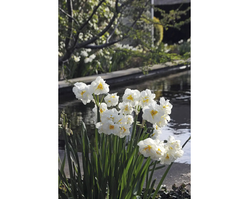 Kvet narcisov v záhrade v blízkosti vodnej plochy