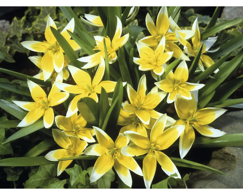 Skupina žlto-bielych divých tulipánov v záhrade.