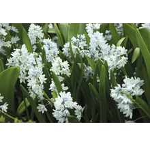 Detailný záber kvetov Scilla siberica s listami