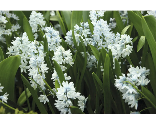 Detailný záber kvetov Scilla siberica s listami