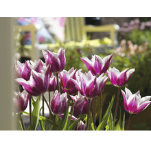 Detail fialovo-bielych tulipánov so zelenými listami v záhrade.