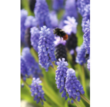 Modré hyacinty s čmeliakom