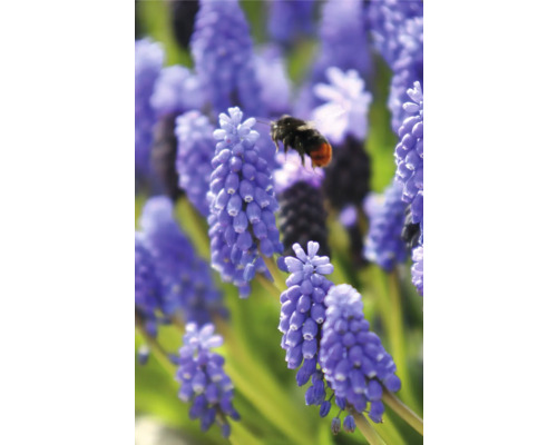 Modré hyacinty s čmeliakom