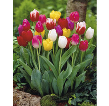 Kvitnúce tulipány v záhradnom záhone.