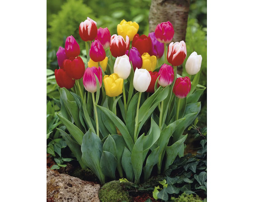 Kvitnúce tulipány v záhradnom záhone.