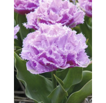 Detail fialového strapcovitého tulipánu so zelenými listami