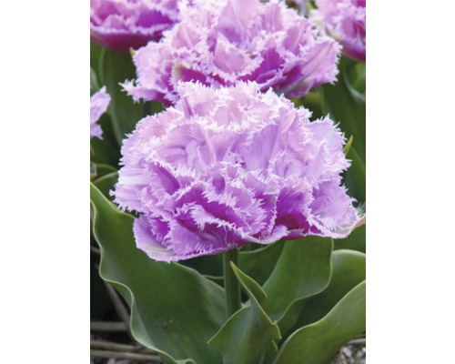 Detail fialového strapcovitého tulipánu so zelenými listami