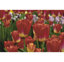 Pole s červenými kvetmi tulipánov