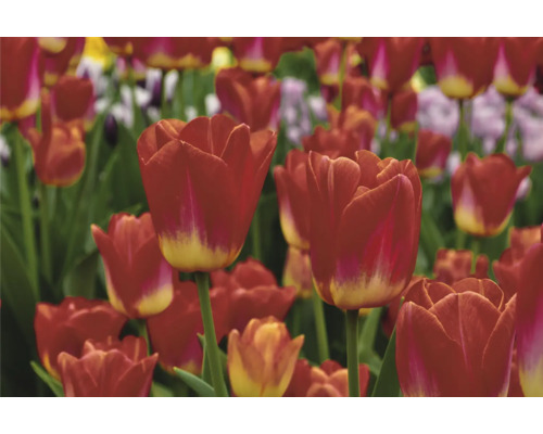 Pole s červenými kvetmi tulipánov