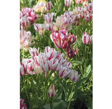 Detailný záber skupiny červeno pruhovaných tulipánov v záhrade.