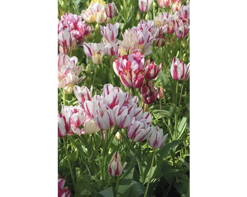 Detailný záber skupiny červeno pruhovaných tulipánov v záhrade.