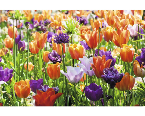 Pole s tulipánmi a okrasným cesnakom