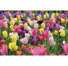 Pole s rôznymi odrodami tulipánov