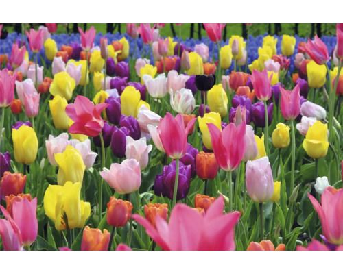 Pole s rôznymi odrodami tulipánov