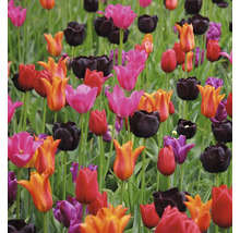 Pole s rôznymi druhmi tulipánov