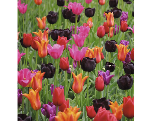 Pole s rôznymi druhmi tulipánov