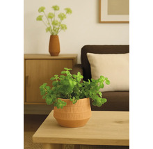 Dekoratívna izbová rastlina v ozdobnom kvetináči na stole