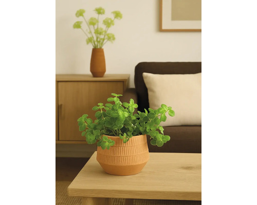 Dekoratívna izbová rastlina v ozdobnom kvetináči na stole