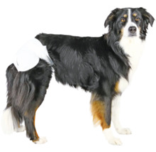 Austrálsky ovčiak s inkontinenčnou plienkou pre psov