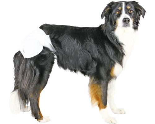 Austrálsky ovčiak s inkontinenčnou plienkou pre psov