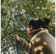 Žena oberá jablká zo stromu pomocou zberača ovocia.