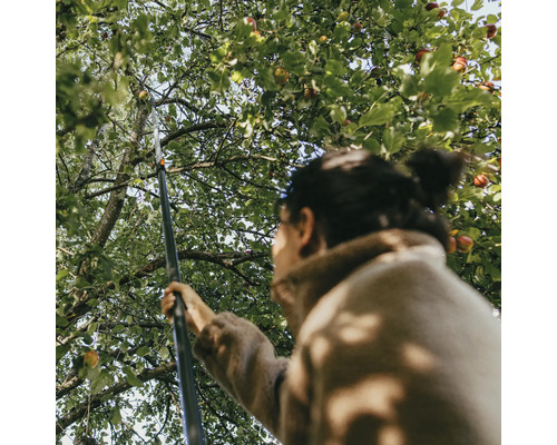 Žena oberá jablká zo stromu pomocou zberača ovocia.