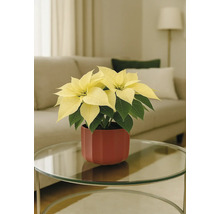 Vianočná hviezda so žltými listeňmi v červenom kvetináči na stole