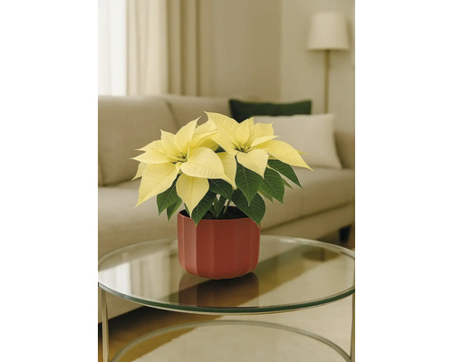 Vianočná hviezda so žltými listeňmi v červenom kvetináči na stole
