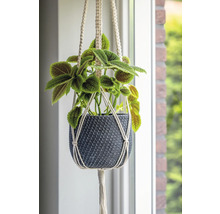 Závesná rastlina v pletenom kvetináči