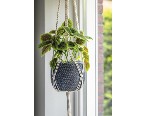 Závesná rastlina v pletenom kvetináči
