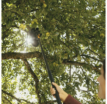 Zber jabĺk so zberačom ovocia v záhrade.