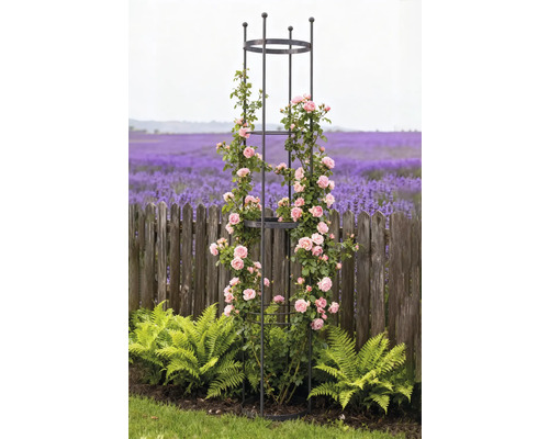 Kovová opora pre popínavé rastliny s ružami v záhrade
